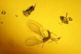Fossil Fly, Scale Insect, Mite and Two Springtails in Baltic Amber #142193-2